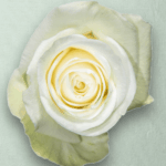Alba Blanca