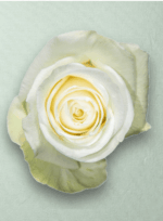 Alba Blanca