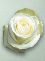 Alba Blanca - Imagen 3