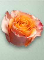 Carpe Diem Bicolor - Imagen 3
