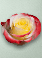 Cabaret Bicolor - Imagen 3