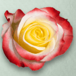 Cabaret Bicolor