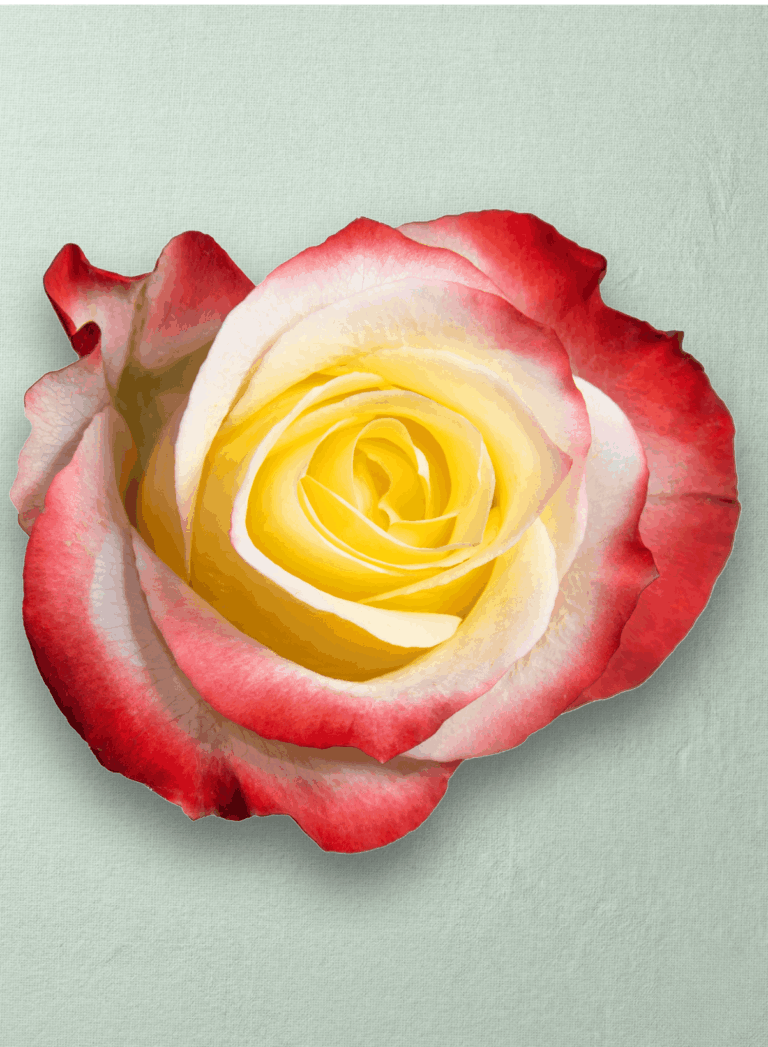 Cabaret Bicolor