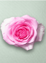Mandala Bicolor - Imagen 3