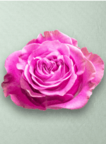 Queens Crown Bicolor - Imagen 3