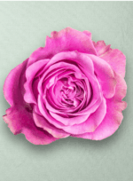 Queens Crown Bicolor - Imagen 2