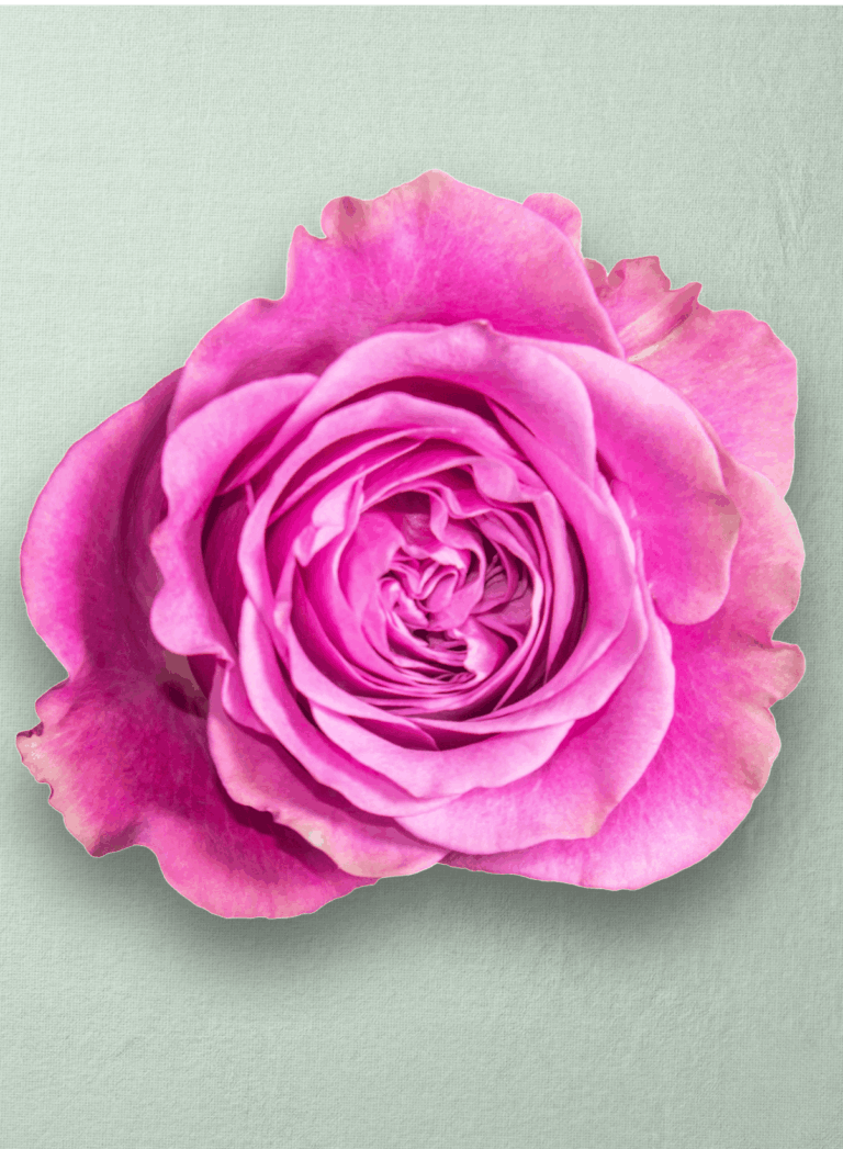 Queens Crown Bicolor