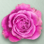 Queens Crown Bicolor