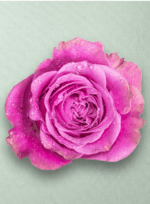 Queens Crown Bicolor