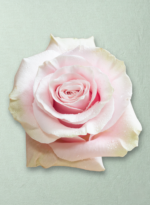Pink Mondial - Imagen 2