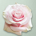 Pink Mondial