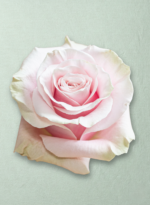 Pink Mondial