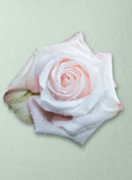Pomarosa - Imagen 2